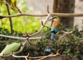 Turquoise-browed Motmot Royalty Free Stock Photo