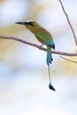 Turquoise-browed Motmot  840423 Royalty Free Stock Photo