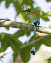 Turquoise-browed motmot perched in tree Royalty Free Stock Photo
