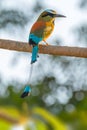 Turquoise browed motmot Royalty Free Stock Photo