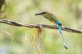 Turquoise-browed motmot Royalty Free Stock Photo