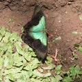 Turquoise and black butterfly, seen in Bali, Asia