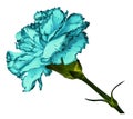 Turquoise carnation. Flower on t a white isolated background with clipping path. Close-up. no shadows. Shot of red-white clov Royalty Free Stock Photo