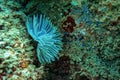 Turquoise christmas tree worm is opening in the reef Royalty Free Stock Photo