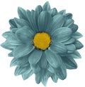 Turquoise chrysanthemum flower isolated on white background with clipping path. Closeup. no shadows. For design. Royalty Free Stock Photo