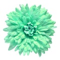 Turquoise chrysanthemum flower isolated on white background Royalty Free Stock Photo
