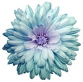 Turquoise  chrysanthemum.  Flower on a white isolated background with clipping path.  For design.  Closeup. Royalty Free Stock Photo