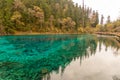 Turquoise color long lake with yellow pine tree background in Jiuzhaigou National Park, China Royalty Free Stock Photo