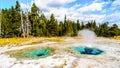 The turquoise colored Spasmodic Geyser in the Upper Geyser Basin in Yellowstone National Park Royalty Free Stock Photo