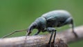 Turquoise Curculionidae on a twig macro, summer Royalty Free Stock Photo