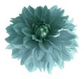 Turquoise dahlia flower isolated on white background with clipping path. Closeup no shadows. Royalty Free Stock Photo