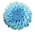 Turquoise Dahlia flower, white background isolated with clipping path. Closeup. Royalty Free Stock Photo