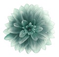 Turquoise Dahlia flower on a white  background.  Isolated  with clipping path. Closeup. with no shadows. Royalty Free Stock Photo