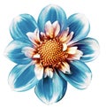 Turquoise dahlia. Flower on a white isolated background with clipping path. For design. Closeup. Royalty Free Stock Photo