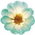Turquoise   dahlia. Flower on a white isolated background with clipping path.  For design.  Closeup. Royalty Free Stock Photo