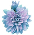 Turquoise dahlia. Flower on a white isolated background with clipping path. For design. Closeup. Royalty Free Stock Photo