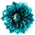 Turquoise dahlia. Flower on a white  isolated background with clipping path.  For design.  Closeup. Royalty Free Stock Photo