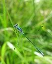 Turquoise dragon-fly