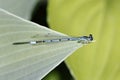 A turquoise dragon-fly on a green leave