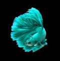 Turquoise dragon siamese fighting fish, betta fish isolated on b