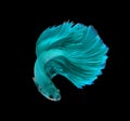 Turquoise dragon siamese fighting fish, betta fish isolated on b