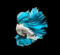 Turquoise dragon siamese fighting fish, betta fish isolated on b