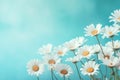 Turquoise Dreams: A Stunning Snapshot of Daisies in Full Bloom