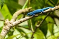 A turquoise dwarf gecko, Lygodactylus williamsi at Jersey zoo