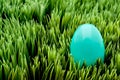 A turquoise Easter egg on green grass Royalty Free Stock Photo