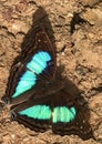 Turquoise Emperor Butterfly Doxocopa laurentia
