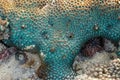 This is a turquoise favia coral with bright blue eyes during low tide