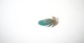Turquoise Feather on White Linen Background Royalty Free Stock Photo