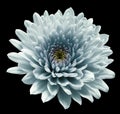 Turquoise flower chrysanthemum. black isolated background with clipping path. Closeup no shadows. For design.