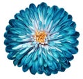 Turquoise flower chrysanthemum, garden flower, white isolated background with clipping path. Closeup. no shadows. centre.