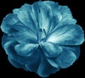 Turquoise   flower Clove. isolated on  black background. No shadows with clipping path. Close-up. Royalty Free Stock Photo