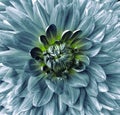 Turquoise flower dahlia. Floral  background.  Closeup. Clearer focus. Royalty Free Stock Photo