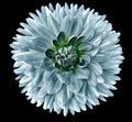 Turquoise flower dahlia. Flower isolated on black background. For design. Closeup. Clearer focus.