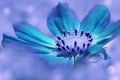 Turquoise flower daisy on a blue blurred background. Closeup. Soft focus. Royalty Free Stock Photo