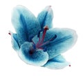 Turquoise flower lily on a white isolated background with clipping path. Closeup. no shadows. For design Royalty Free Stock Photo