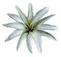 Turquoise flower lily on a white isolated background with clipping path no shadows. Closeup. Royalty Free Stock Photo