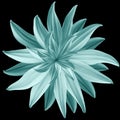 Turquoise flower lotus on black isolated background with clipping path.  Closeup.  no shadows. For design.  Nature Royalty Free Stock Photo