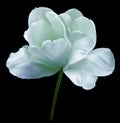 Turquoise flower tulip on black isolated background with clipping path. Close-up. no shadows. Shot of White Colored. Royalty Free Stock Photo