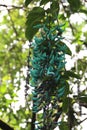 Turquoise flowers on a Jade Vine, Strongylodon macrobotrys, in a rainforest in Hawaii Royalty Free Stock Photo