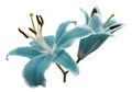 Turquoise flowers lily on white isolated background with clipping path no shadows. Closeup. Royalty Free Stock Photo