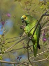 turquoise-fronted amazon (Amazona aestiva) in the wild Royalty Free Stock Photo