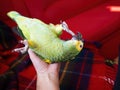 Turquoise-fronted amazon parrot enjoys free movement around the apartment. Cute green friendly pet bird