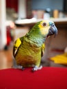 Turquoise-fronted amazon parrot enjoys free movement around the apartment. Cute green friendly pet bird