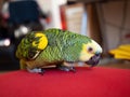 Turquoise-fronted amazon parrot enjoys free movement around the apartment. Cute green friendly pet bird