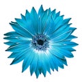 Turquoise gerbera flower on black isolated background with clipping path. Closeup. For design. Royalty Free Stock Photo