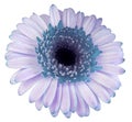 Turquoise gerbera flower, white isolated background with clipping path.   Closeup.  no shadows.  For design. Royalty Free Stock Photo